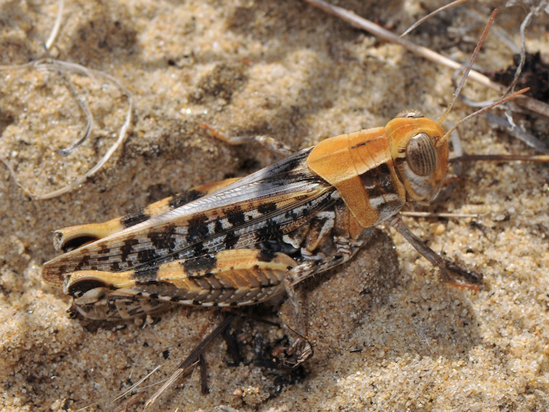 Qualche Calliptamus da determinare, Serifos