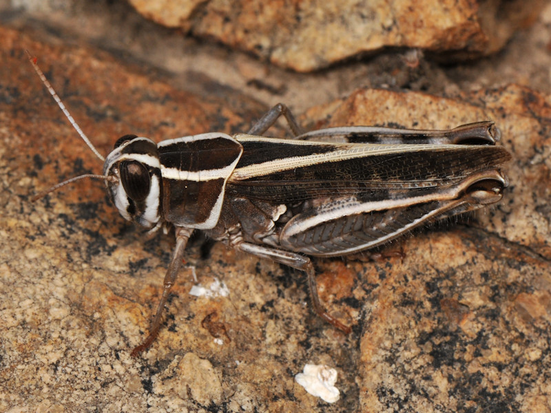 Qualche Calliptamus da determinare, Serifos