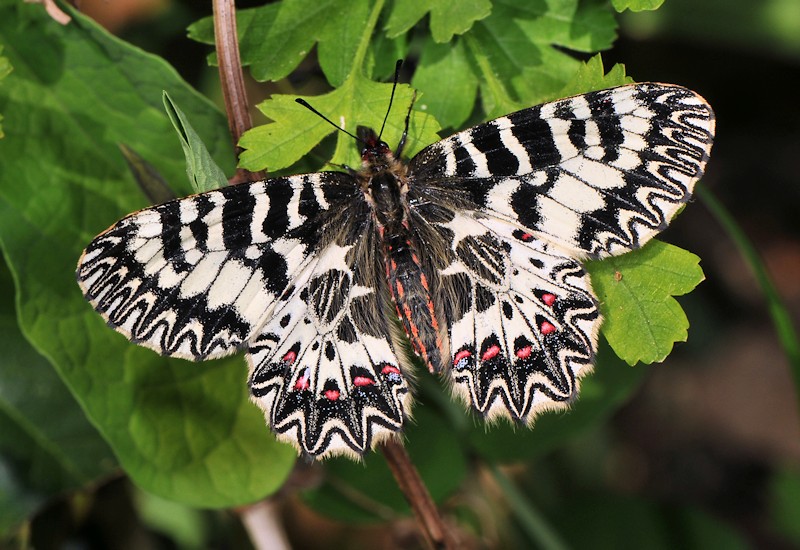 Zerynthia cassandra