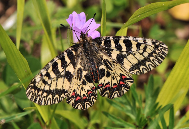 Zerynthia cassandra