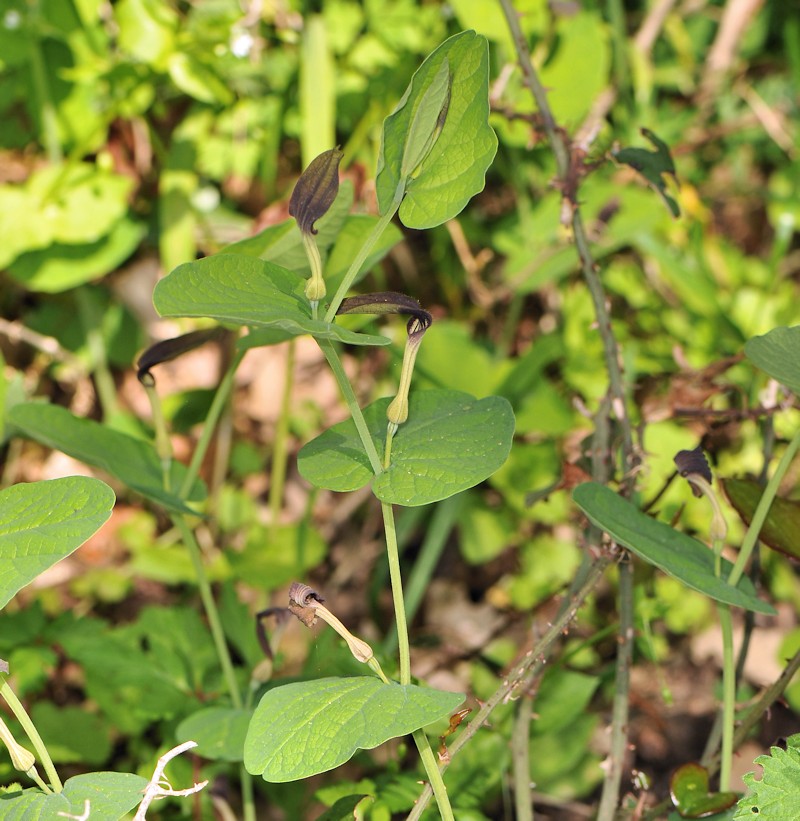 Zerynthia cassandra