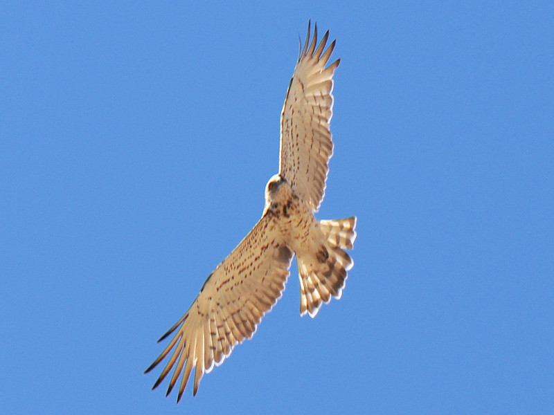 Biancone? Serifos, Grecia
