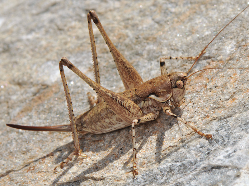 Pterolepis (= Rhacocleis) insularis - Tettigoniidae