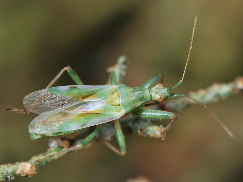 Nabidae: Aspilaspis viridulus sui tamerici in Grecia