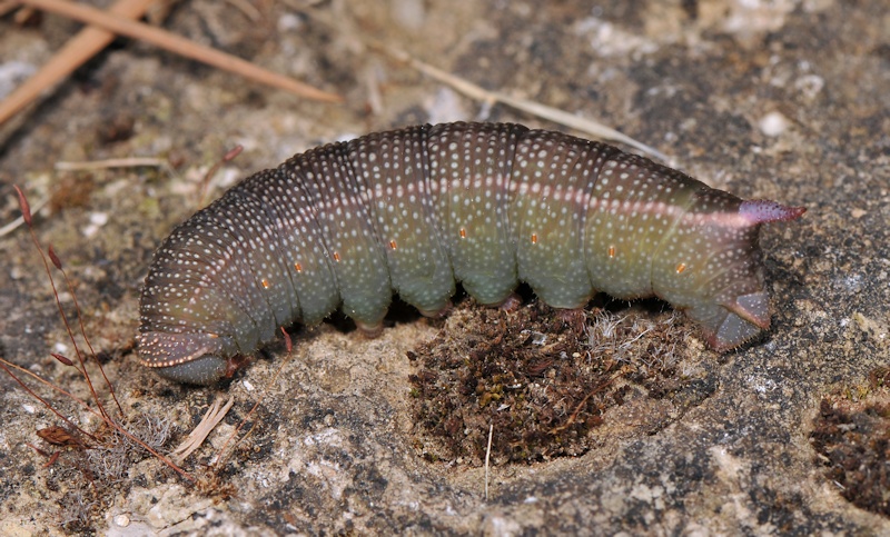 Ciclo vitale di Hemaris fuciformis