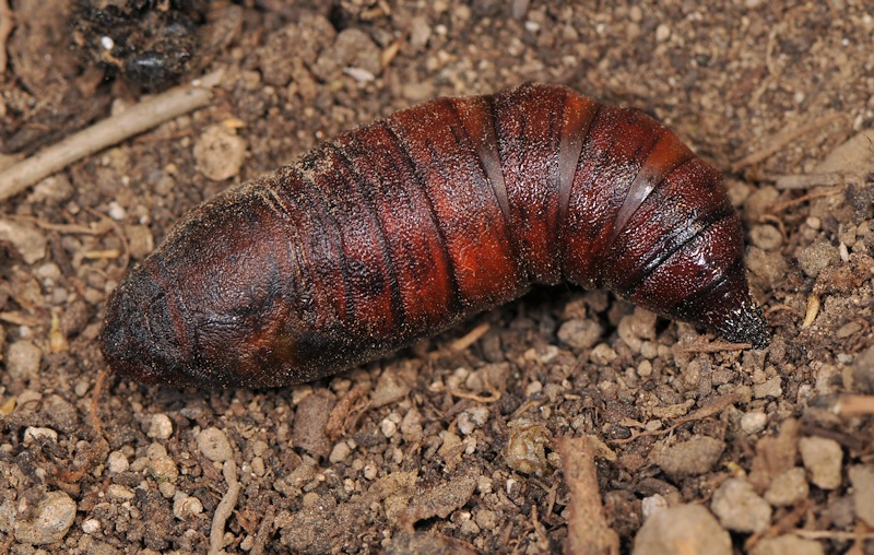 Ciclo vitale di Hemaris fuciformis