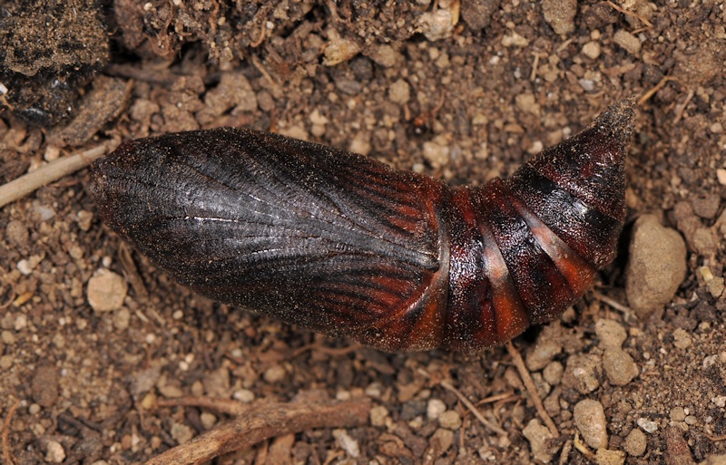 Ciclo vitale di Hemaris fuciformis