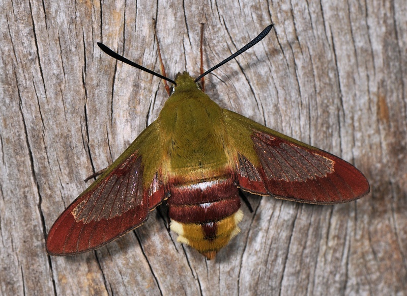 Ciclo vitale di Hemaris fuciformis