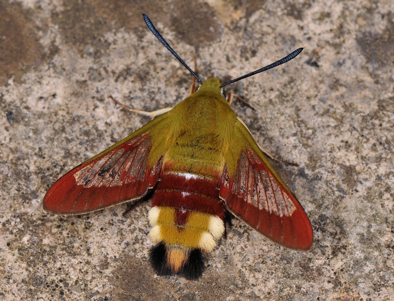 Ciclo vitale di Hemaris fuciformis