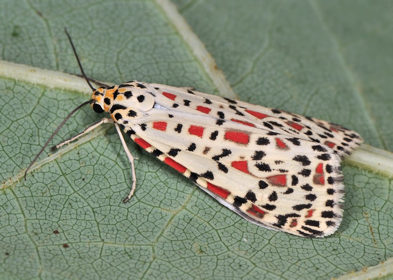 Ciclo vitale di Utetheisa pulchella - Arctiidae