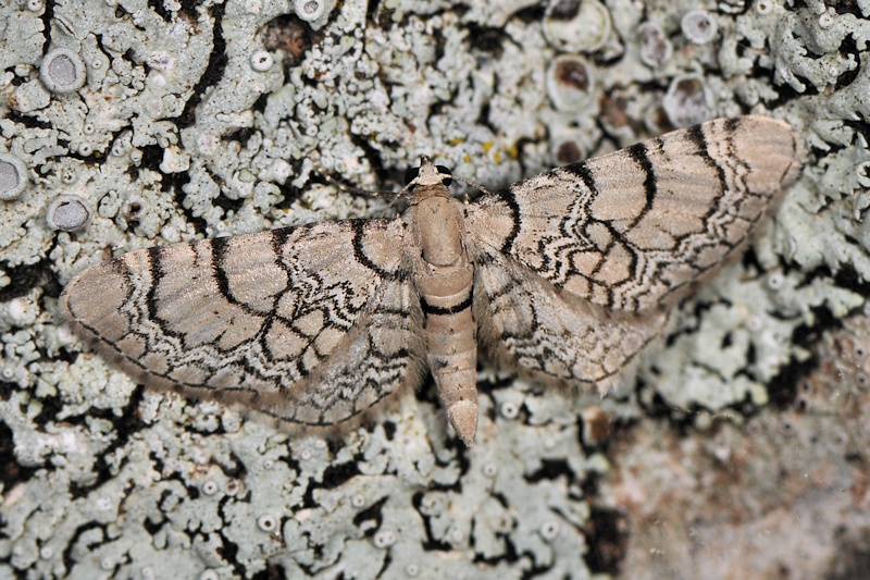 EMN 2013: qualche specie interessante