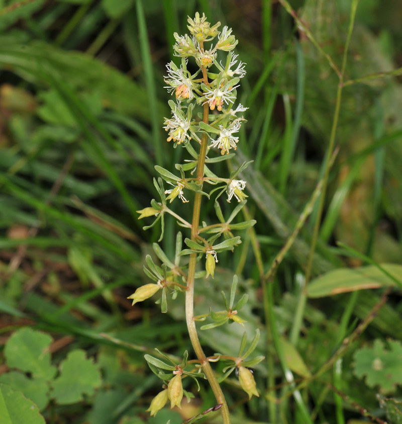 Ciclo vitale di Pontia edusa - Pieridae