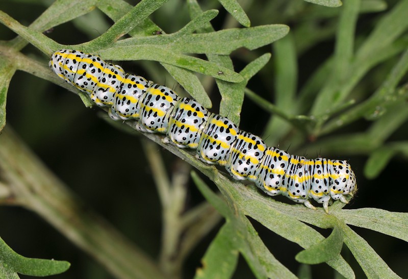 Larve e adulto di Cucullia tanaceti - Noctuidae