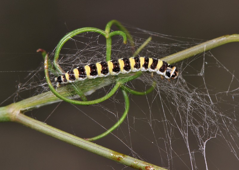 Depressaria (Depressaria) ululana - Elachistidae