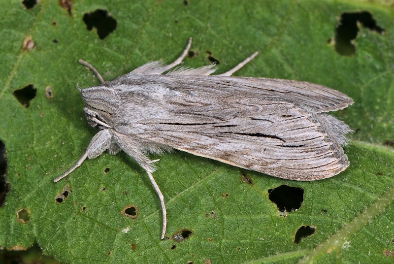 Larve e adulto di Cucullia tanaceti - Noctuidae