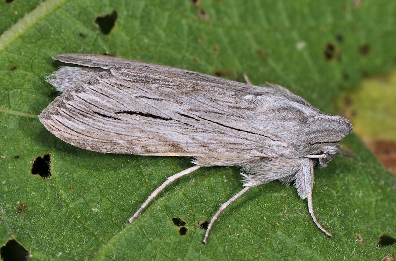 Larve e adulto di Cucullia tanaceti - Noctuidae