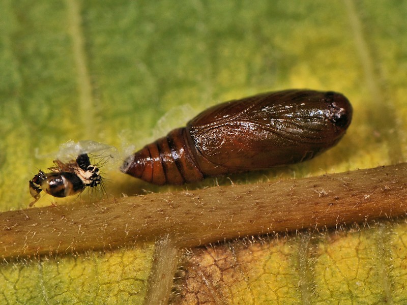 Depressaria (Depressaria) ululana - Elachistidae