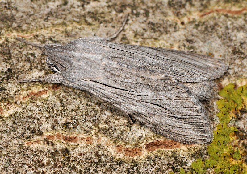 Larve e adulto di Cucullia tanaceti - Noctuidae