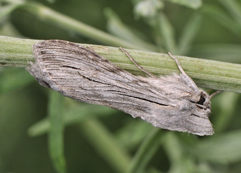 Larve e adulto di Cucullia tanaceti - Noctuidae