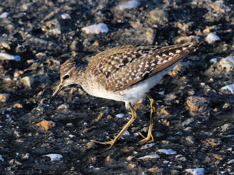 Aiuto determinazione...