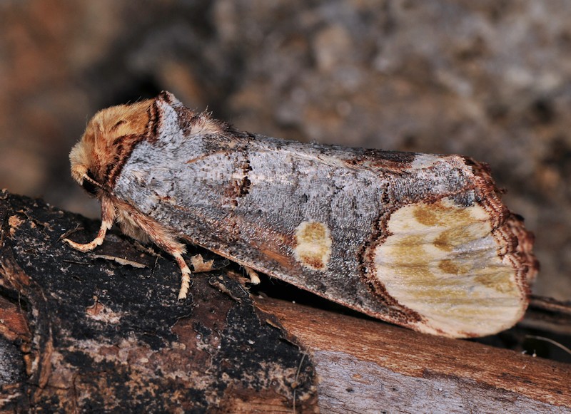 Phalera bucephaloides - Notodontidae