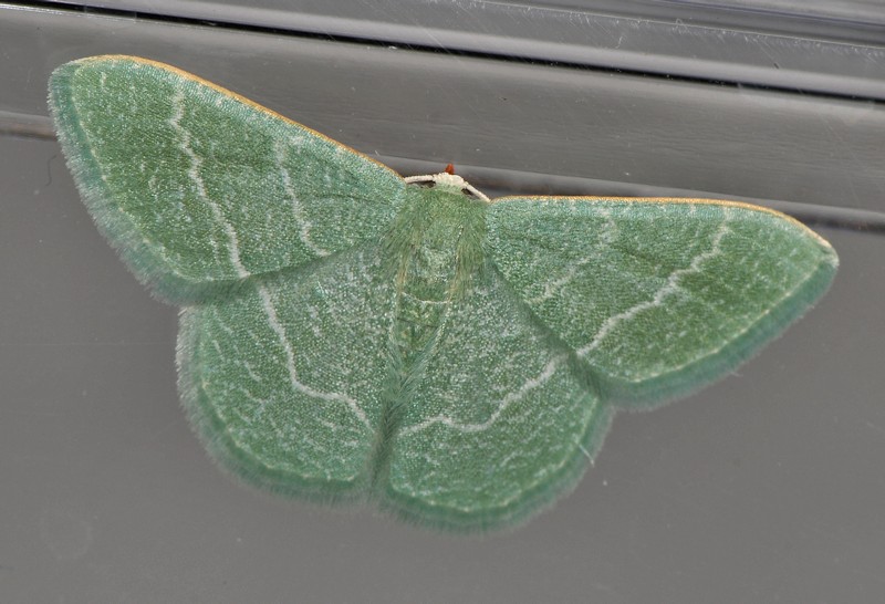 Phaiogramma etruscaria, Geometridae, dalla larva all''adulto