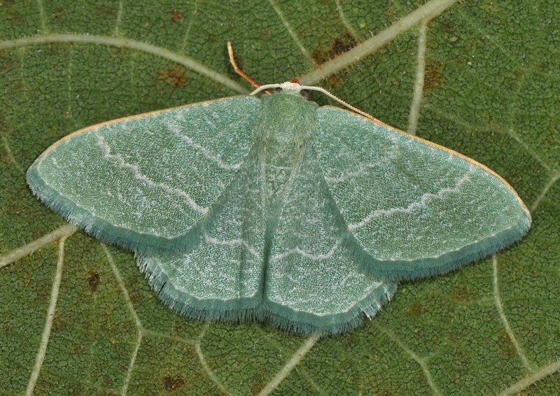 Phaiogramma etruscaria, Geometridae, dalla larva all''adulto