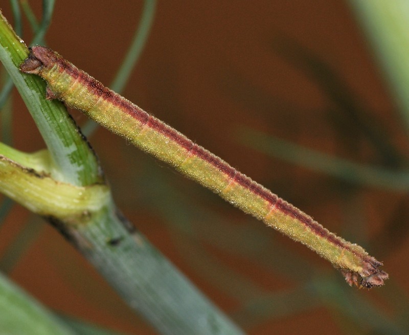 Phaiogramma etruscaria, Geometridae, dalla larva all''adulto
