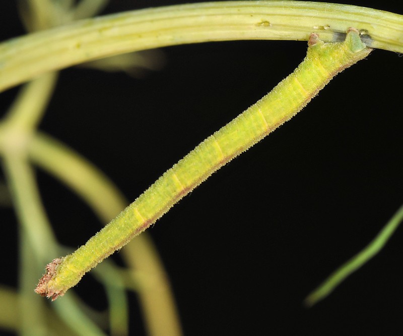 Phaiogramma etruscaria, Geometridae, dalla larva all''adulto