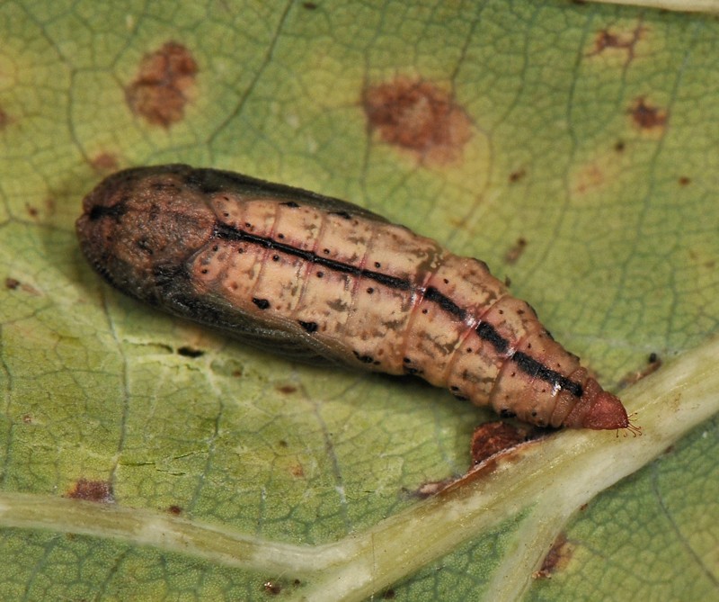 Phaiogramma etruscaria, Geometridae, dalla larva all''adulto