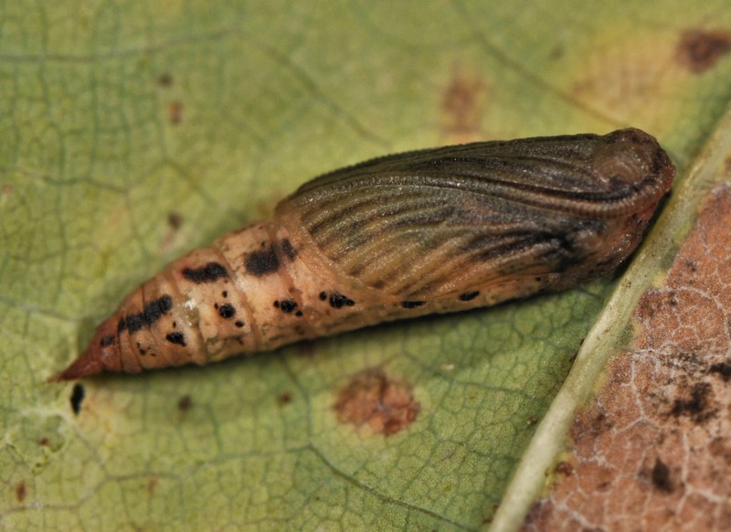 Phaiogramma etruscaria, Geometridae, dalla larva all''adulto