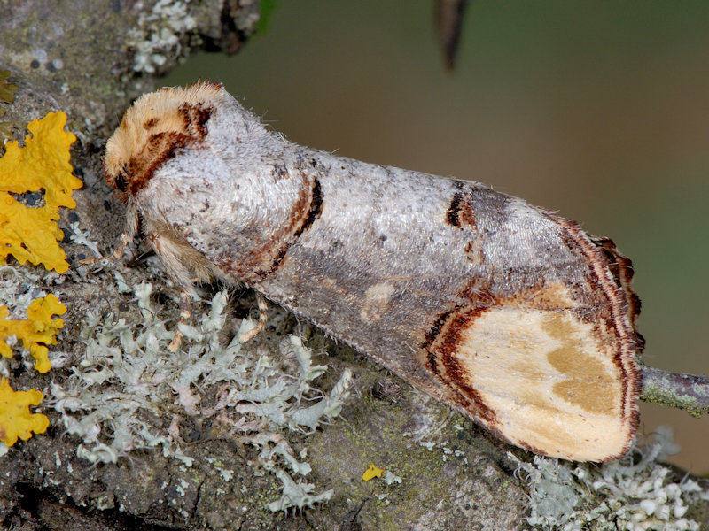 Ciclo di Phalera bucephala - Notodontidae