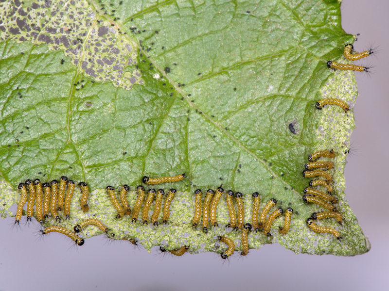 Ciclo di Phalera bucephala - Notodontidae