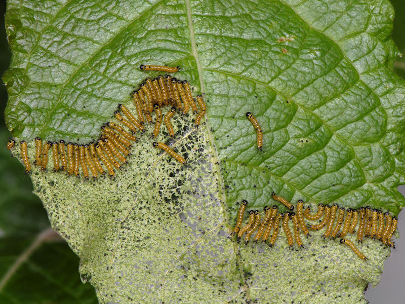 Ciclo di Phalera bucephala - Notodontidae