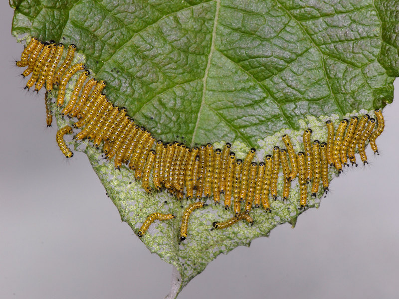 Ciclo di Phalera bucephala - Notodontidae