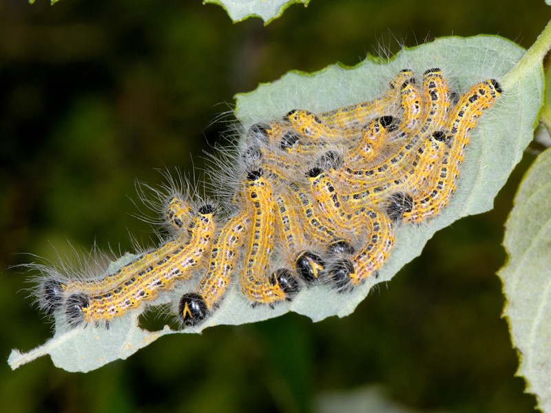 Ciclo di Phalera bucephala - Notodontidae