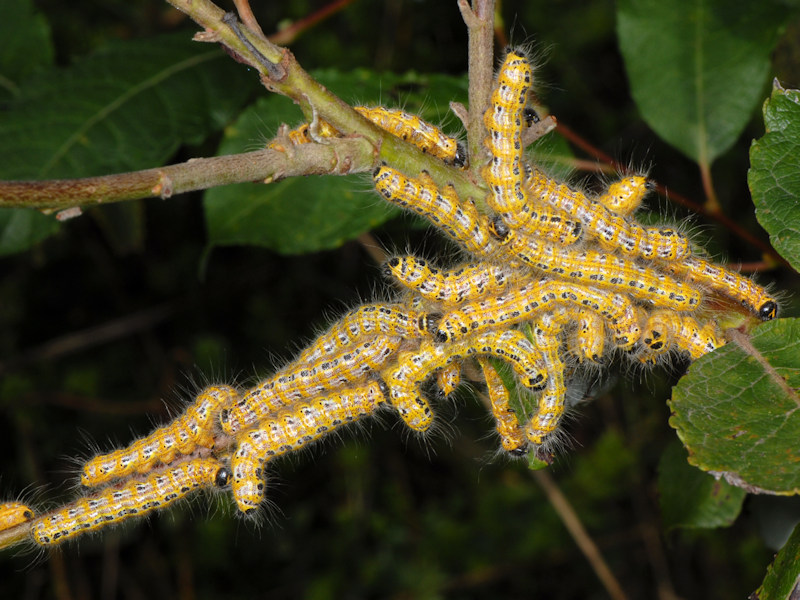 Ciclo di Phalera bucephala - Notodontidae