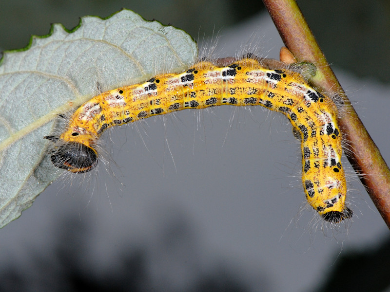 Ciclo di Phalera bucephala - Notodontidae