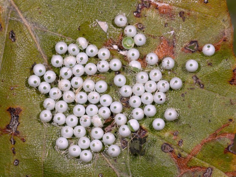 Ciclo di Phalera bucephala - Notodontidae