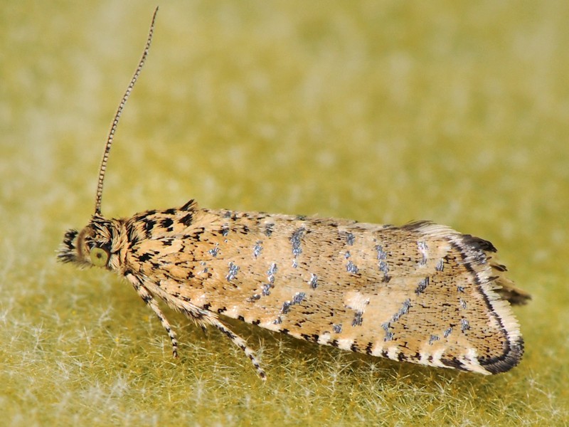 Phiaris stibiana - Tortricidae?