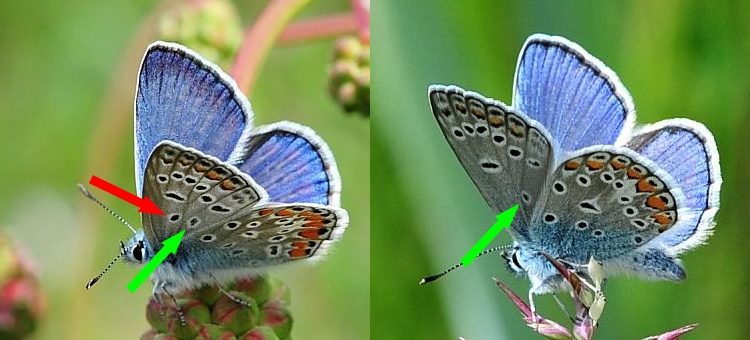 Polyommatus icarus o thersites?