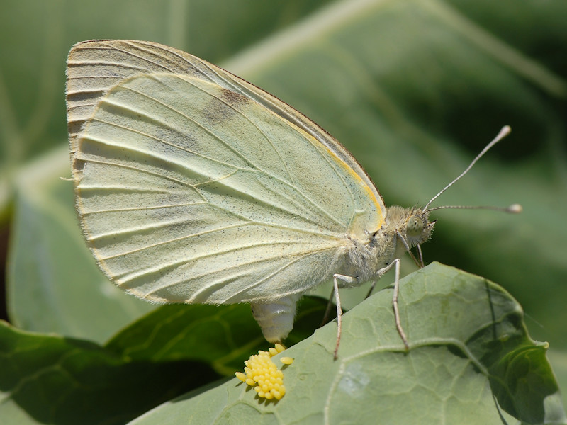 Ciclo vitale di Pieris brassicae