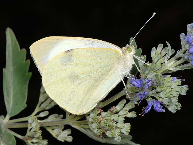 Ciclo vitale di Pieris brassicae