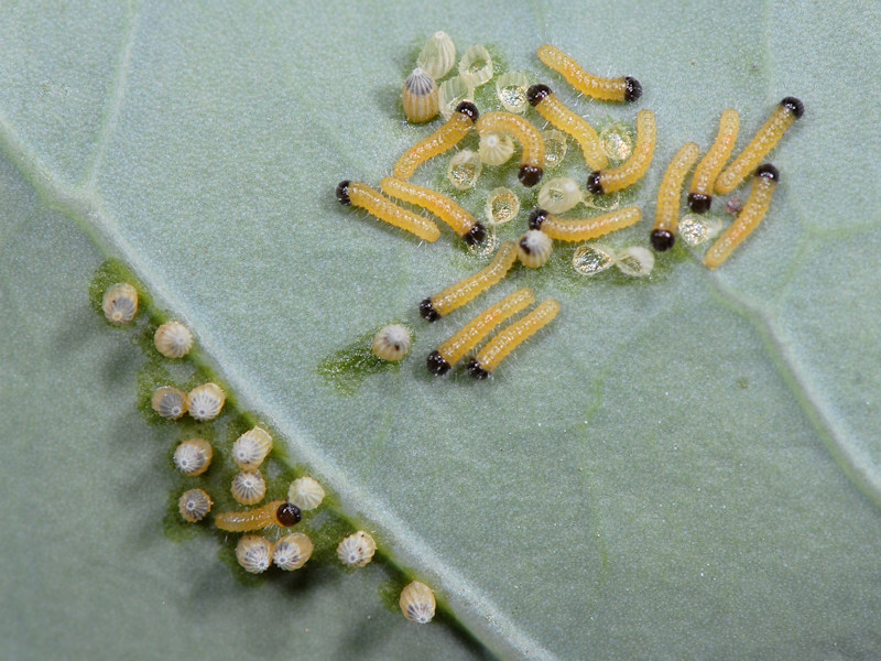 Ciclo vitale di Pieris brassicae