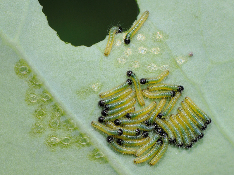 Ciclo vitale di Pieris brassicae