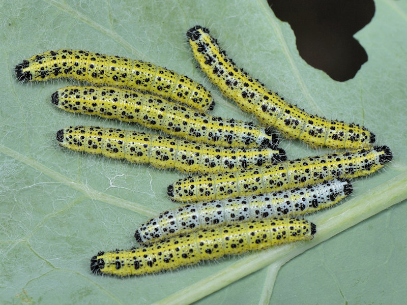 Ciclo vitale di Pieris brassicae