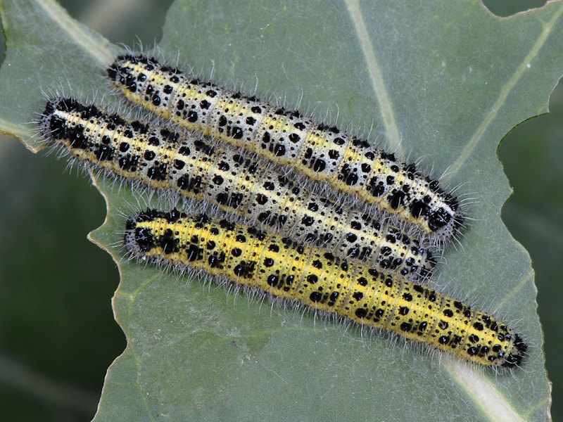 Ciclo vitale di Pieris brassicae