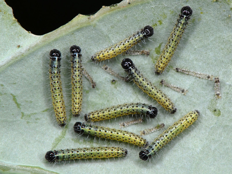 Ciclo vitale di Pieris brassicae