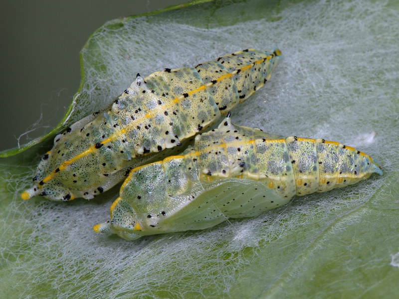 Ciclo vitale di Pieris brassicae