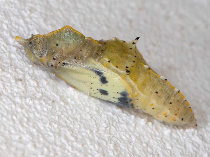 Ciclo vitale di Pieris brassicae